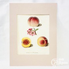 Гравюра из серии Фрукты Британии (Pomona Britannica)
